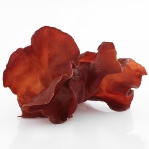 auricularia_cl.jpg