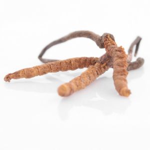 cordyceps_cl.jpg