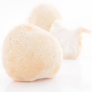hericium_cl.jpg