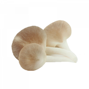 pleurotus_400x400.png